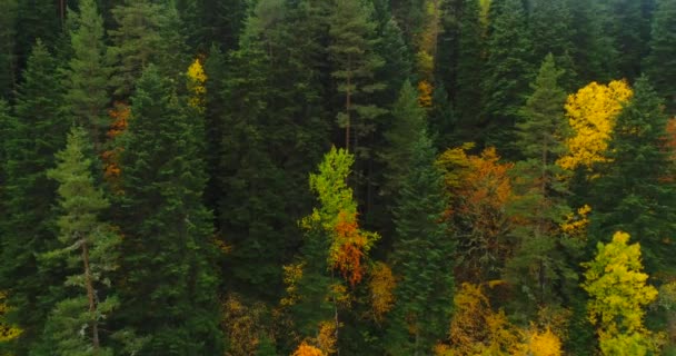 Воздушный Беспилотник Вид Осенний Лес Красочные Деревья Лесу Вид Беспилотного — стоковое видео