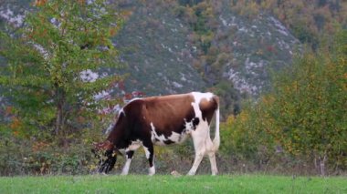 Yeşil bir çayırda otlayan inekler