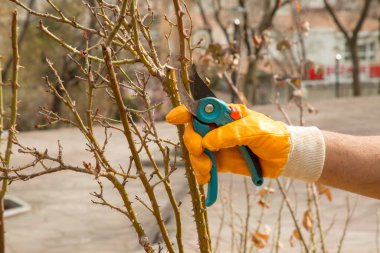 Çiftçi el, sonbaharda bahçedeki bir ağacın dallarını budama makası ya da mezhepçilerle budar ve keser. Ağacı makasıyla budamak. Sonbahar ağacı seçili odağı kapat