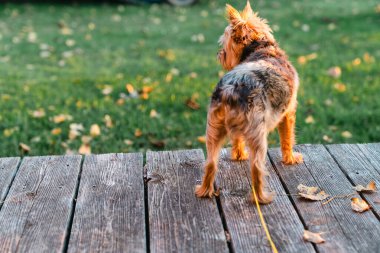 Yorkshire Terrier köpeği, gün batımında bir ahşap güvertede duruyor.