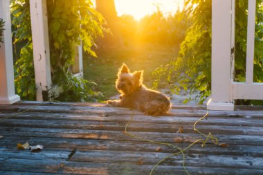 Yorkshire Terrier köpeği, gün batımında bir ahşap güvertede oturur.