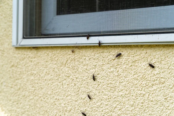 Box Elder Bugs Swarm Infestar Tapume Uma Casa Outono — Fotografia de Stock