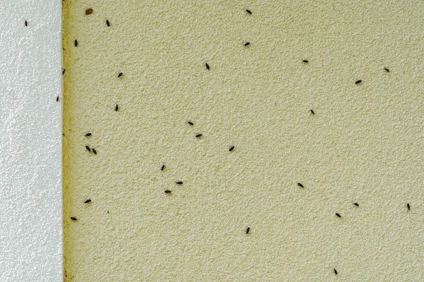 Box Elder Bugs Swarm Infestar Tapume Uma Casa Outono — Fotografia de Stock