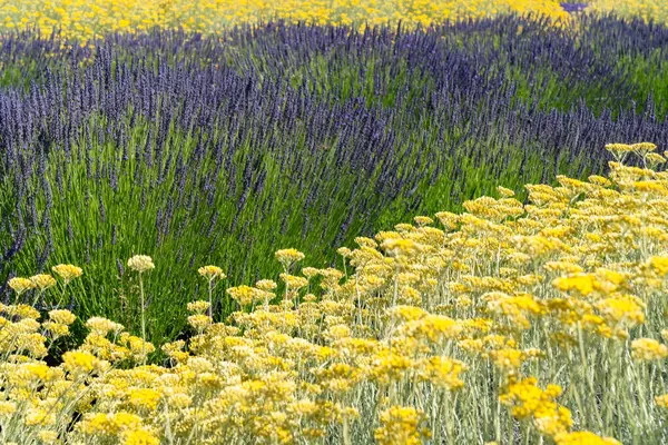 Mischung Aus Gelben Und Lila Lavendelblüten Die Sommer Auf Einem — Stockfoto