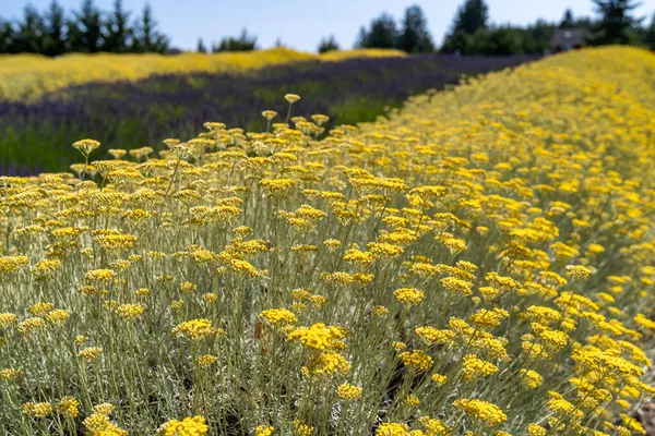 Mischung Aus Gelben Und Lila Lavendelblüten Auf Einem Feld — Stockfoto