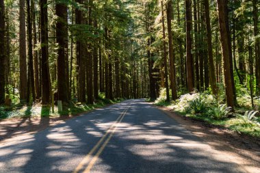 Washington Olimpiyat Ulusal Parkı 'ndaki Hoh Yağmur Ormanları' ndan geçen yol ağaçların arasından gün ışığıyla dolu.