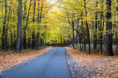 Marquette, Michigan 'daki Presque Adası Parkı' ndaki ağaçlara yapraklar döküldü.