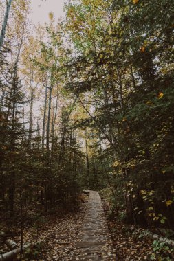 Minnesota 'daki Bean ve Bear Lakes Yürüyüş Patikası boyunca sahil yürüyüşü.