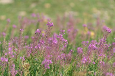 Buzul Ulusal Parkı 'nda yabani yaban otları