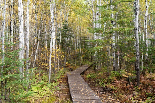 Boardwalk Туристическая Тропа Вдоль Бобов Медведей Озер Улучшенный Пешеходная Тропа — стоковое фото