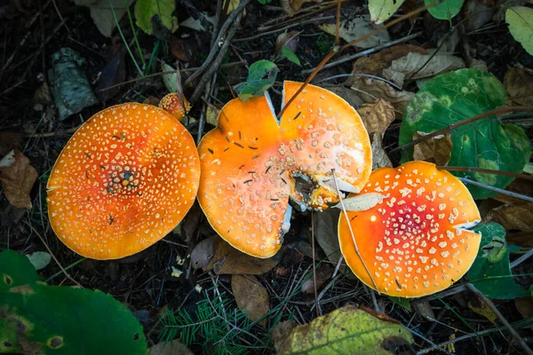 在森林地面上放飞琼脂蘑菇 — 图库照片