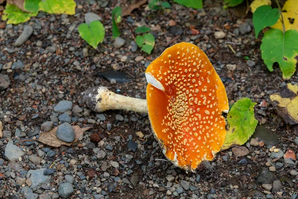 Mouche Champignon Agarique Déraciné Pourrissant Sur Sol Forestier — Photo