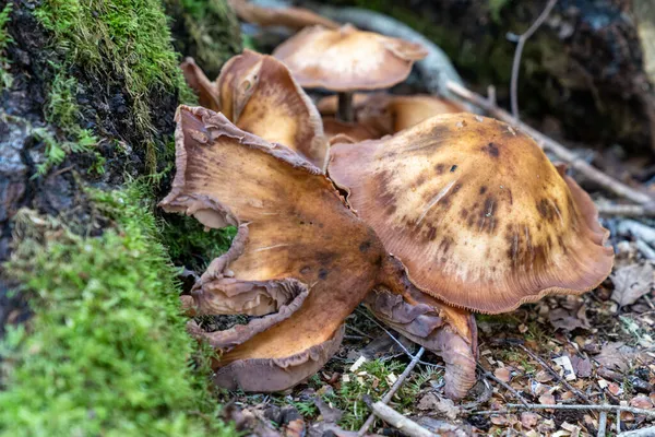 明尼苏达州大波蒂奇州立公园采集的生长在森林中的蜂蜜蘑菇 — 图库照片