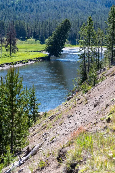 Pohon Miring Dan Bersandar Atas Sungai Yellowstone Pintu Masuk Selatan — Stok Foto