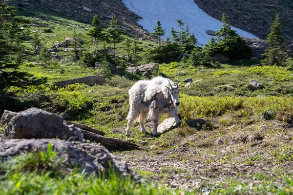 Mountain Get Gör Sin Väg Ner För Bergen Och Tundra — Stockfoto