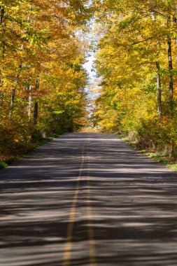 Sonbahar yaprakları tamamen sonbahar renklerinde sarı sonbahar yapraklarıyla bir ormandan geçen Paved Yolu. Munising Michigan 'da çekildi, üst yarımadada.