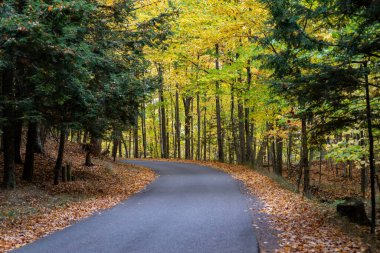 Marquette, Michigan 'daki Presque Isle Park yolunda ağaçların üzerine düşen yapraklar.