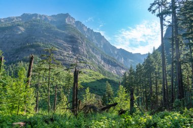 Buzul Ulusal Parkı 'ndaki çığ deresi yolu boyunca güzel bir dağ manzarası.