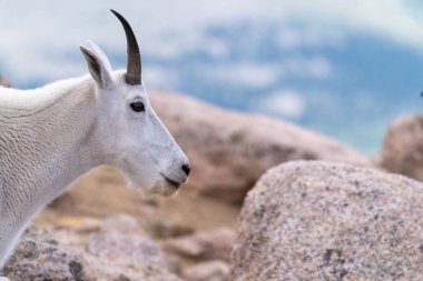 Colorado 'daki Evans Dağı' nda dağ keçisi.