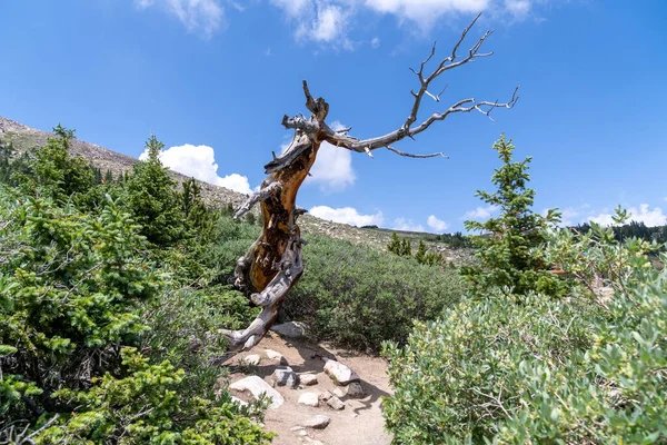 Bristlecone Loop Trail Mount Goliath Area Mount Evans Scenic Byway — Stock Photo, Image