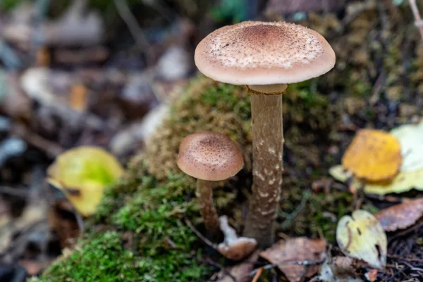 森林中的蜂蜜蘑菇 有选择地集中在浅层的田野中 — 图库照片