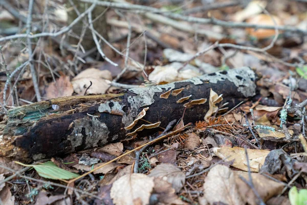 有选择地集中注意森林地面上带有蘑菇的腐烂的原木 — 图库照片