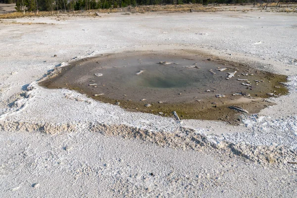 Pearl Geyser Norris Geyser Basin Area Yellowstone National Park Morning — Stock Photo, Image