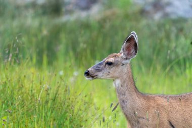 Silverton Colorado 'da katır geyiği.