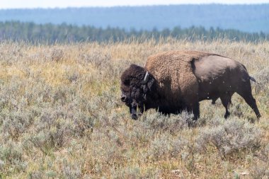 Yellowstone Ulusal Parkı 'ndaki Lamar Vadisi' nin çayırında bir bizon dolaşıyor.