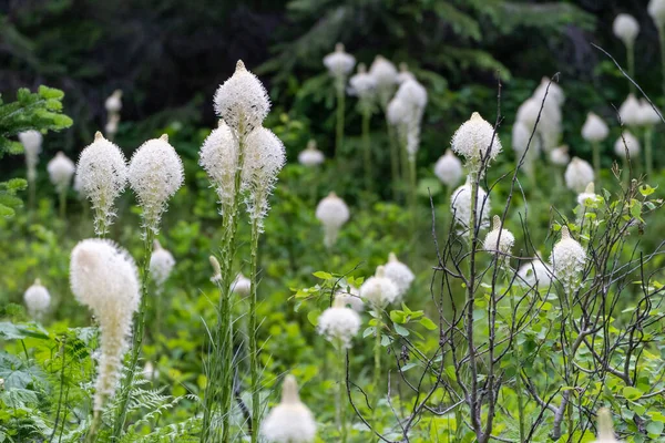 Beautiful Beargrass Wildflowers Growing Swiftcurrent Pass Trail Glacier National Park — Fotografia de Stock