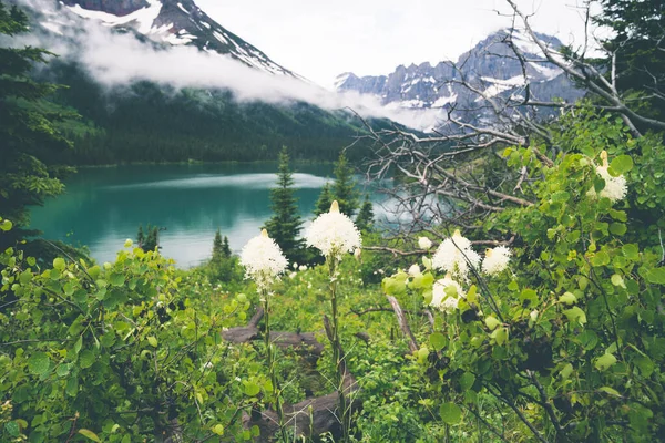 Beargrass Wildflowers Lake Josephine Glacier National Park Montana — Φωτογραφία Αρχείου