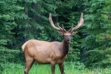Large bull elk stands in a forest with wildflowers in Jasper National Park Alberta Canada