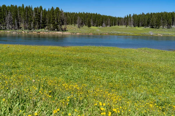 Beautiful Yellow Wildflowers Banks Yellowstone River Yellowstone National Park — Foto de Stock