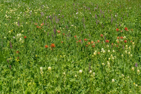 Поле Различных Полевых Цветов Травы Сделанное Национальном Парке Гранд Титон — стоковое фото