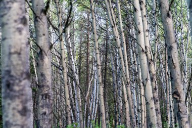 Birch trees as far as the eye can see, useful for backgrounds