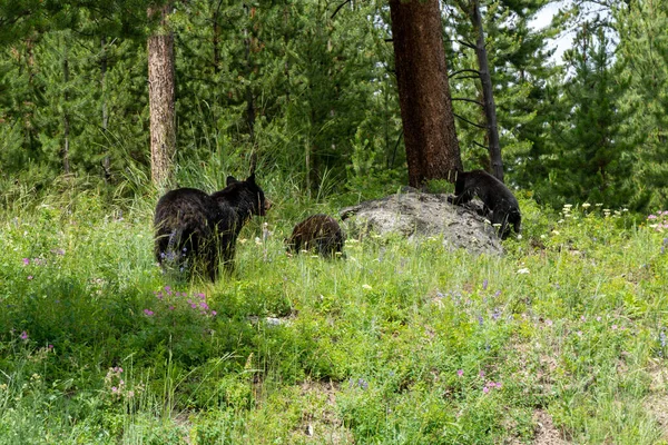 Family of three black bears (mama with two babies) in a field of wildflowers in Yellowstone National Park