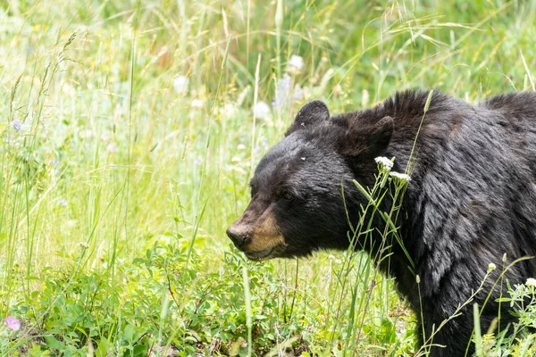 Side profile of a female black bear mama in wildflowers in Yellowstone National Park Wyoming