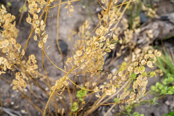 Close Field Pennycress Plant Meadow Selective Focus — Fotografia de Stock