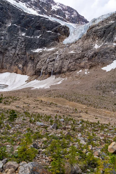 ジャスパー国立公園の氷河トレイルのパスに沿ってエディス キャベル山の周りに小さな高山の木が成長し エンジェル氷河を眺めます — ストック写真