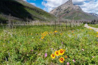 All kinds of colorful wildflowers along the Red Rock Canyon Parkway in Waterton Lakes National Park Canada