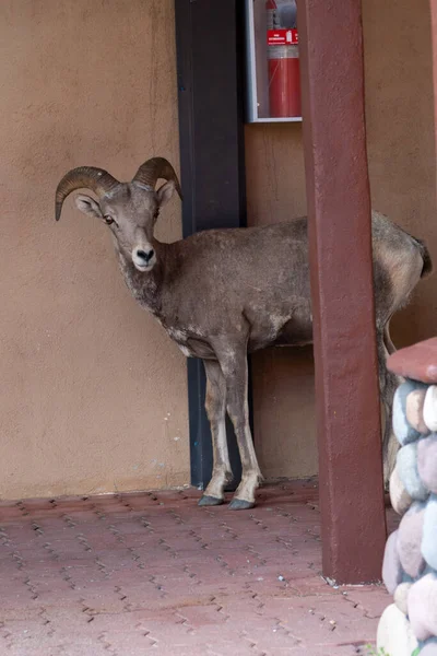 Bighorn sheep roam around the parking lot of a motel, in Wateron Lakes National Park