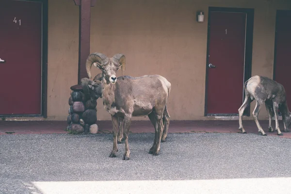 Bighorn sheep roam around the parking lot of a motel, in Wateron Lakes National Park