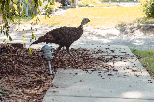 Wild turkey makes a mess of garden mulch woodchips at a suburban home
