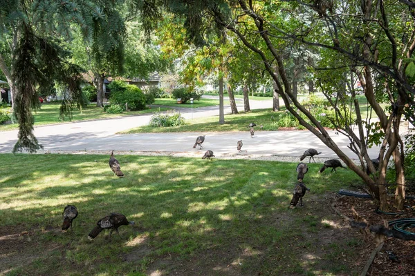 Group Flock Wild Turkeys Make Way Yards Sububan Neighborhood — Photo