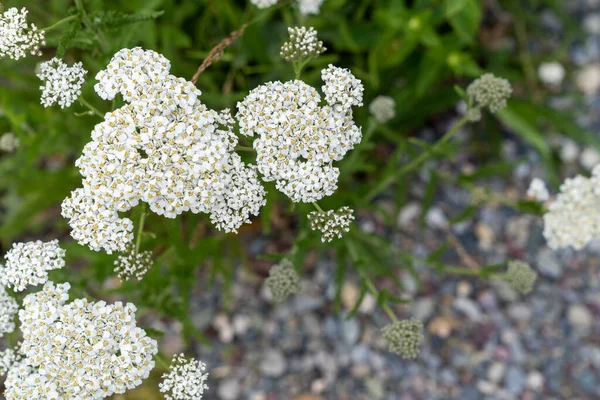 Close up view of white Common Yarrow wildflowers, also known as nosebleed plant, and is considered to be good luck
