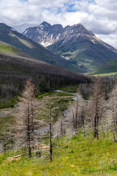 Burned Trees Dot Landscape Major Wildfire Waterton Lakes National Park — Stok Foto