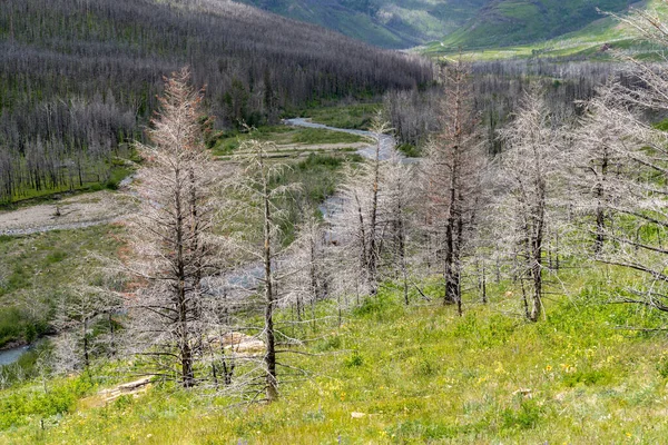 Burned Trees Dot Landscape Major Wildfire Waterton Lakes National Park — Foto de Stock