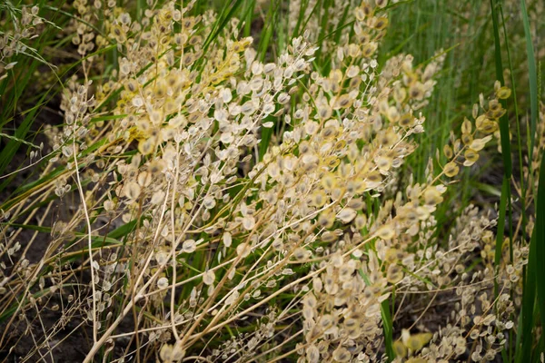 Close Field Pennycress Plant Meadow Selective Focus — 图库照片