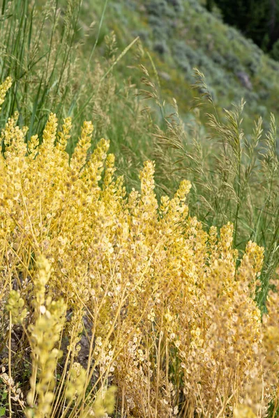 Close Field Pennycress Plant Meadow Selective Focus — Stok fotoğraf