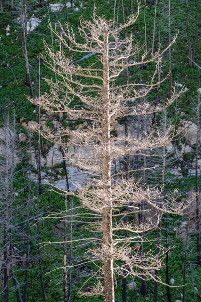 Burned tree is backlit by the sun in Waterton Lakes National Park. Portrait view